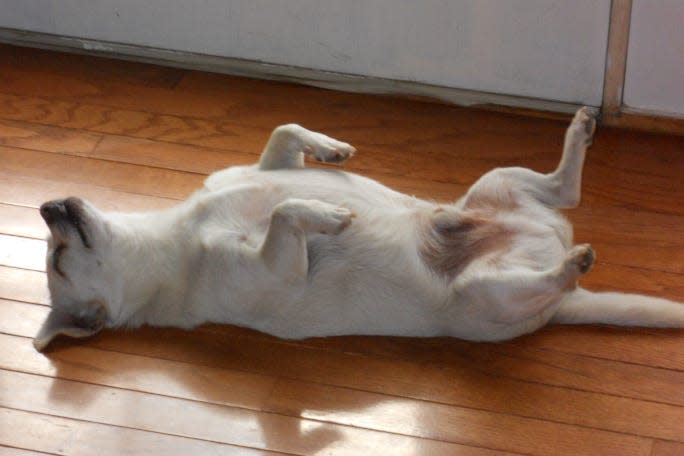 When not napping, Spike enjoys playing cat and mouse with Foxy the housecat and hiding his toy fox around the house.