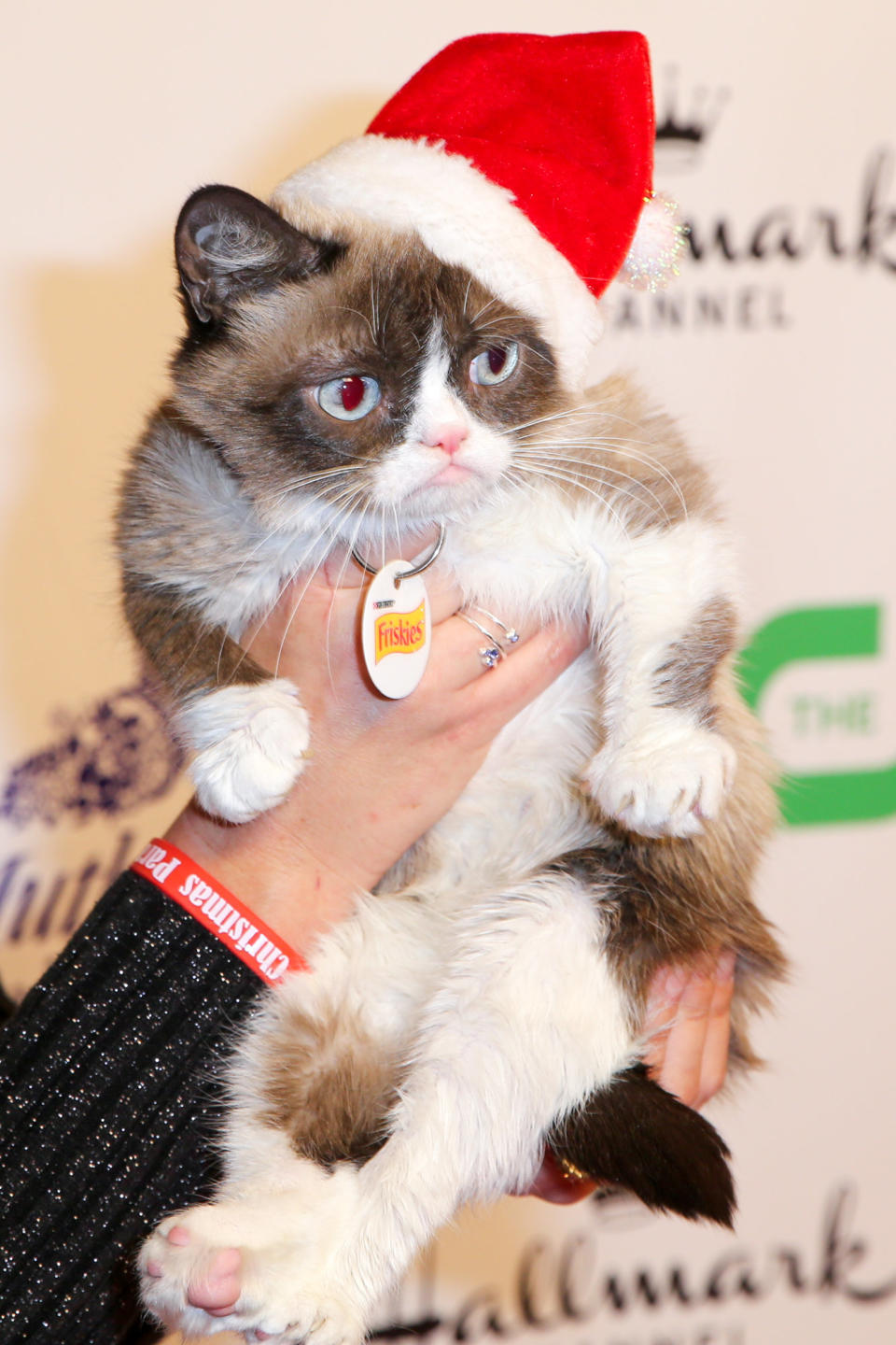 Grumpy Cat arrives at the 84th Annual Hollywood Christmas Parade on Sunday, Nov. 29, 2015, in Los Angeles. (Photo by Rich Fury/Invision/AP)