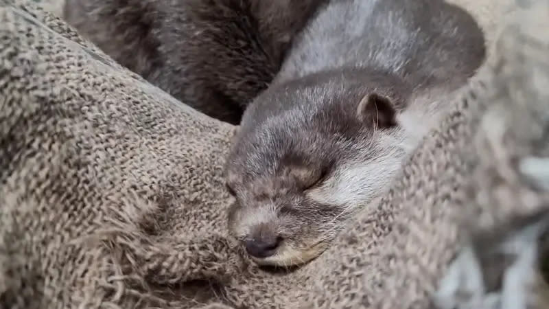 ▲近期日本北海道的小樽水族館，就有飼育員拍下場館內明星水獺「小薰」（カオル）的各種生活日常。（圖／YT@公式チャンネルOtaru Aquarium）