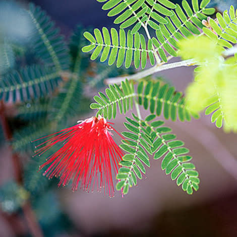 Red stamens that resemble powder puffs