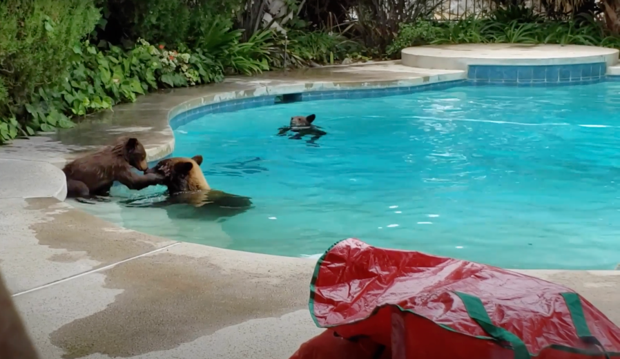 Mama bear and cubs enjoy quick swim in Tujunga backyard (Jon and Karen Von Gunten)