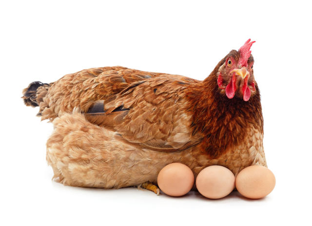 Legehenne mit Eiern. (Bild: Getty Images)
