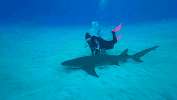 Scuba diver interacts with a shark on the ocean floor