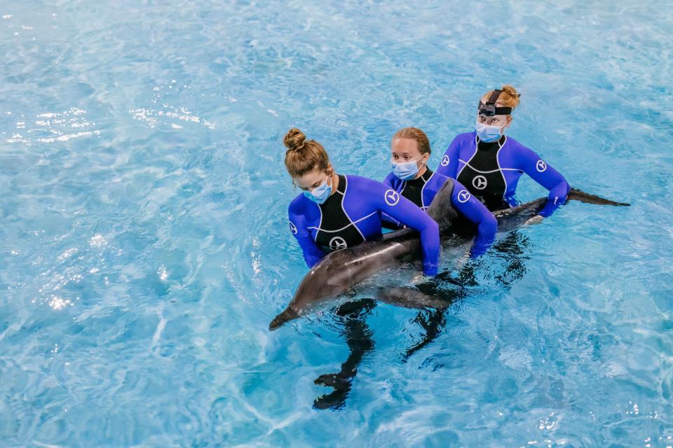 Officials said a dolphin is recovering at a Florida aquarium after being found stranded off the coast last week.