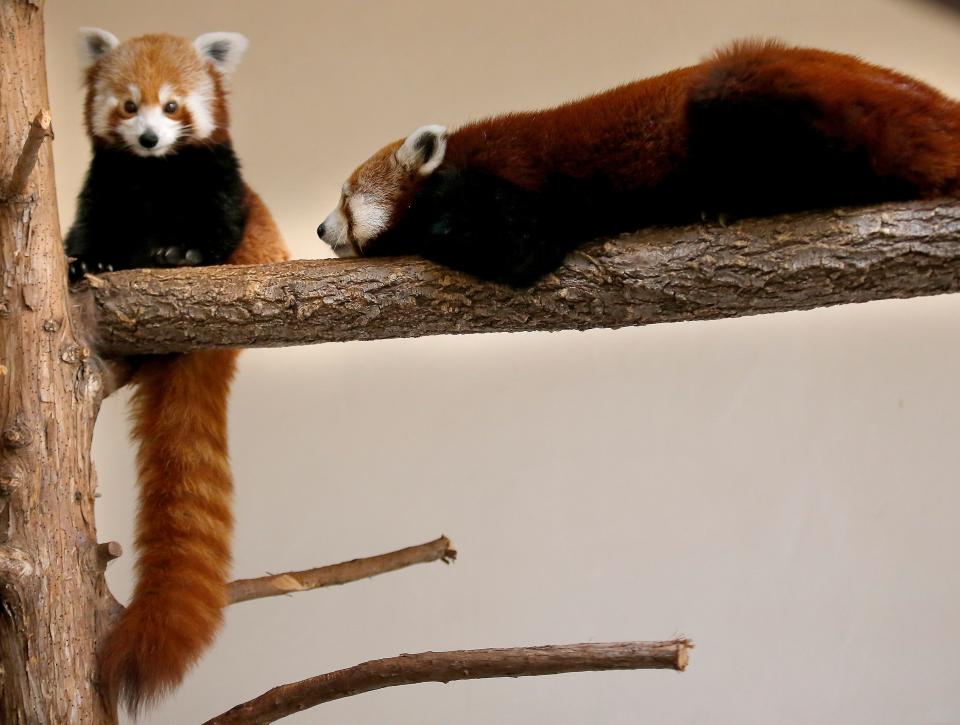 Benjamin, at right, sidles up to Khyana in their habitat at the Oklahoma City Zoo on Thursday.