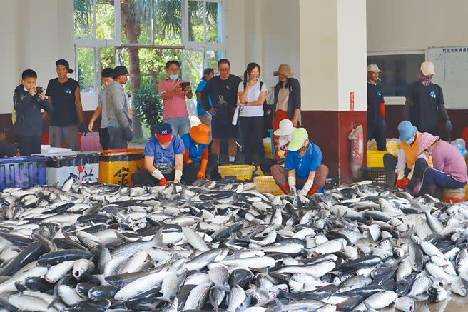 新竹縣市養殖烏魚，年產量10萬尾，其中竹北市拔子窟就占了8萬尾，相較10年前產量下跌5成。新竹區漁會等單位11日舉辦烏魚產業文化推廣活動，盼買氣旺旺。（邱立雅攝）