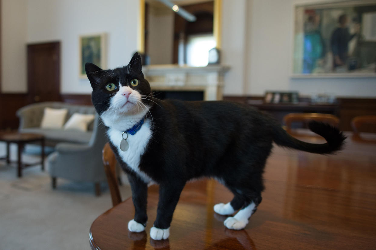 Chief mouser' Palmerston, a rescue cat recruited from Battersea Dogs and Cats Home explores his new surroundings in Permanent Under Secretary, Simon McDonald's office in the Foreign and Commonwealth Office in London.