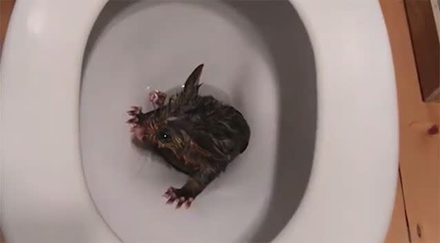 It is believed the marsupial travelled up through the plumbing and into the toilet bowl. Source: Nigel's Animal Rescue and Pest Control