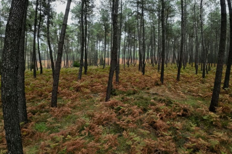 L'UE finalise un texte-clé pour préserver la biodiversité, son application aux terres agricoles fait débat (GUILLAUME SOUVANT)