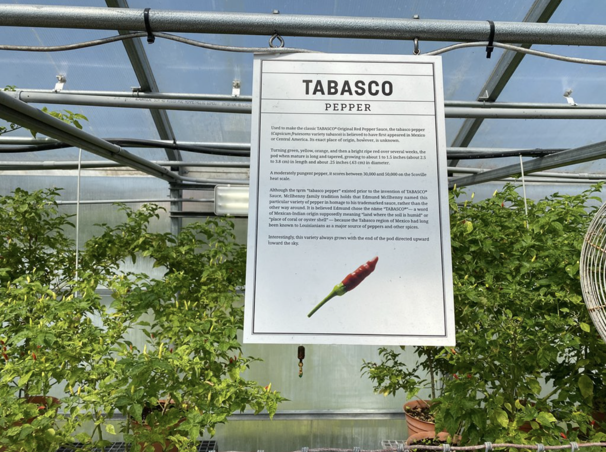 Tabasco Plants