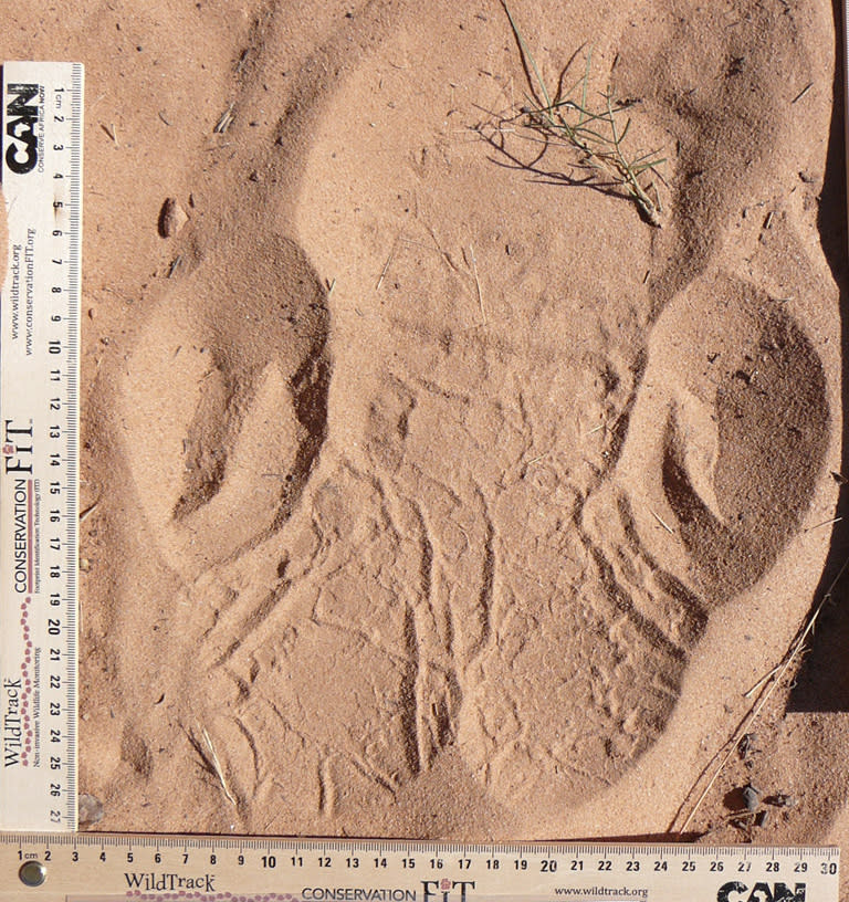 A rhino footprint in Namibia. Researchers can use software to track rare animals without getting up close | Wildtrack