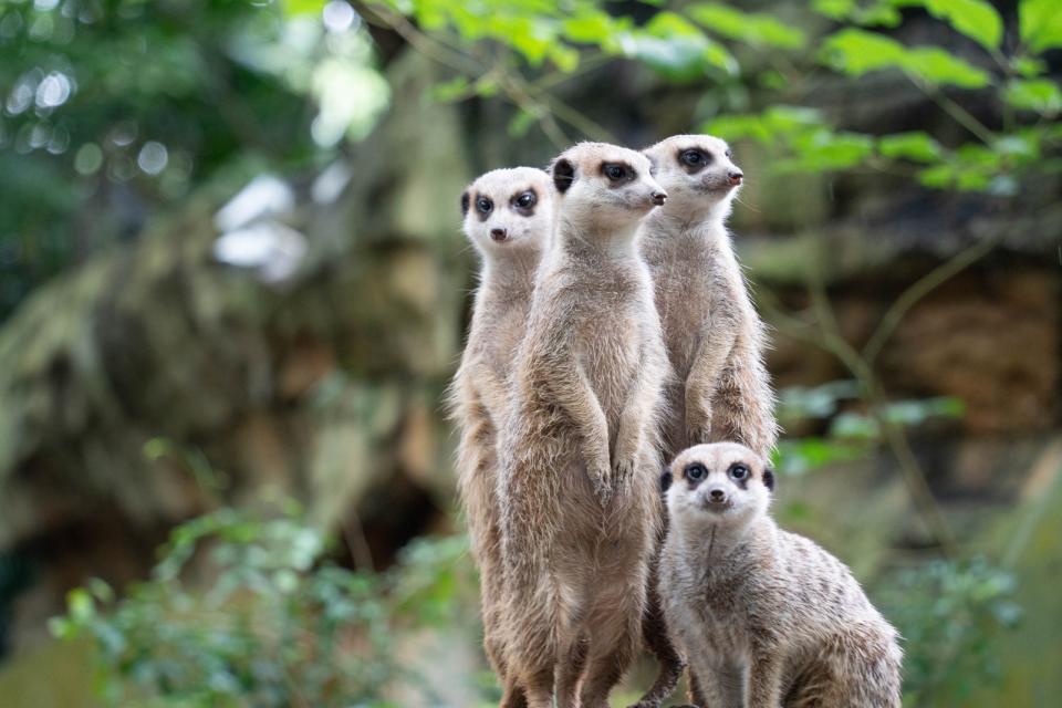 Meerkat狐獴表示期待大家用雙語來介紹我。台北市立動物園提供