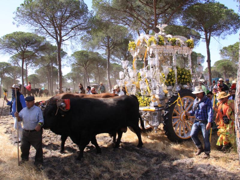 Mit Ochs und Altar: Die Wallfahrt führt auch durch die Pinienwälder des Doñana-Nationalparks. Foto: Manuel Meyer