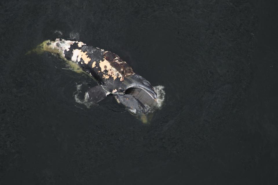 Cottontail the right whale floats 15 miles off the coast of Myrtle Beach, S.C. on Feb. 28, 2021. Photos taken under NOAA permit #18786.