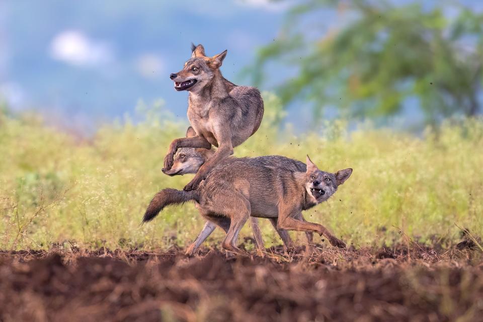 Wolves leaping through the air