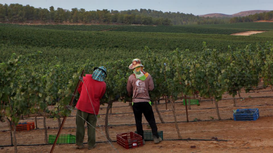 Thai workers at a vineyard in southern Israel. - David Silverman/Getty Images/FILE