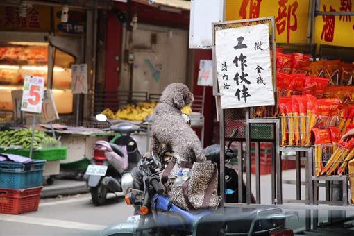 不少網友分享狗狗專業顧車的照片。（圖／翻攝自爆廢公社）