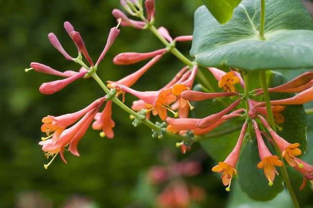 Honeysuckle Vine / Getty Images