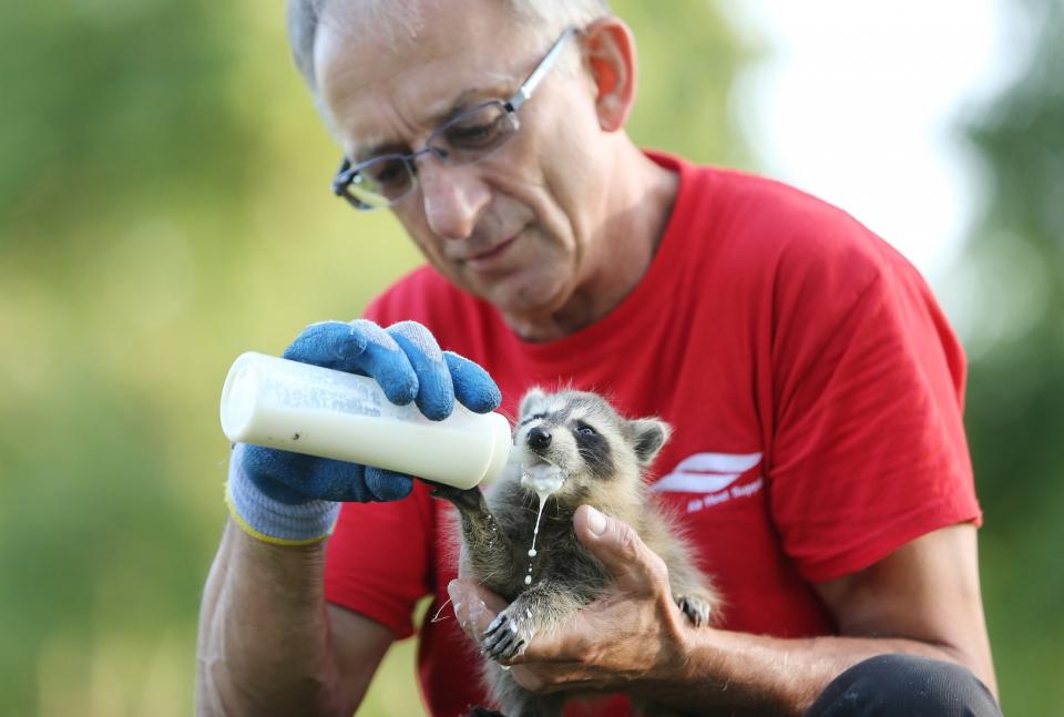 <p>Ein Kanadier, der einen ganzen Wurf Waschbären vor der Einschläferung in einem Tierheim gerettet hat, versorgt eines der Jungen mit einer Milchflasche. (Bild: Steve Russell/The Toronto Star via ZUMA Wire/dpa) </p>