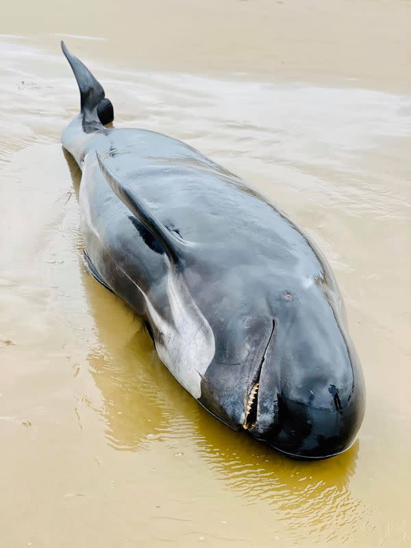 FILE PHOTO: Dead pilot whale calf lies on the beach in Macquarie Heads, Tasmania