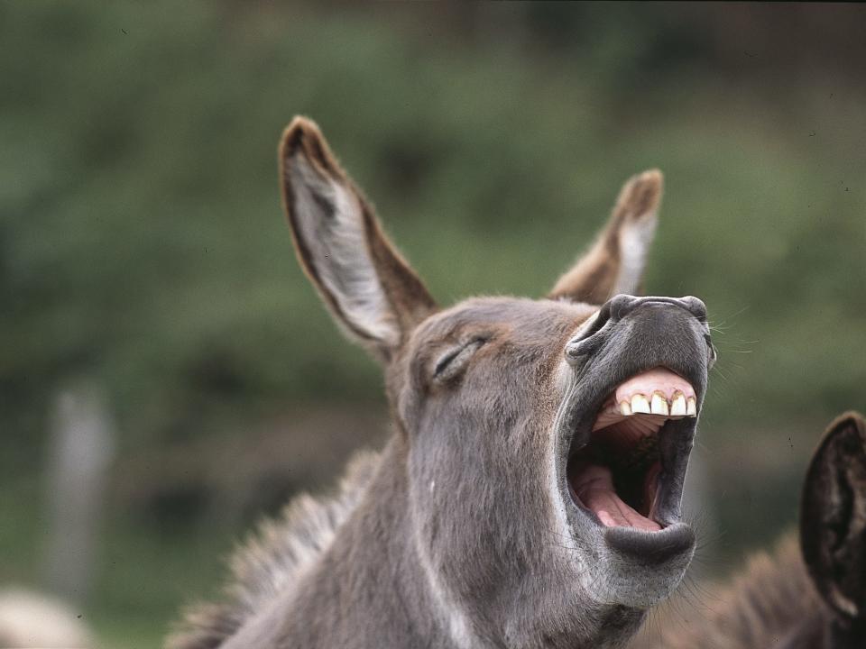 donkey screaming