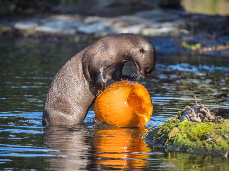 Niedliche Kürbisschlacht: So feiern Tiere Halloween im Zoo