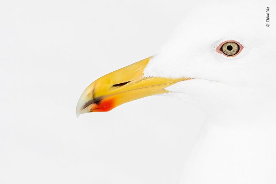 Red and yellow (Chloé Bès/Wildlife Photographer of the Year)