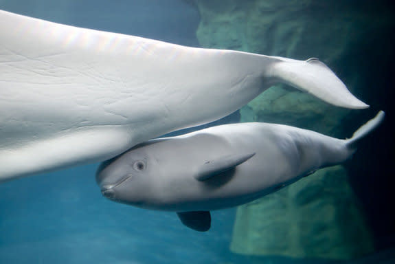 cute beluga whales