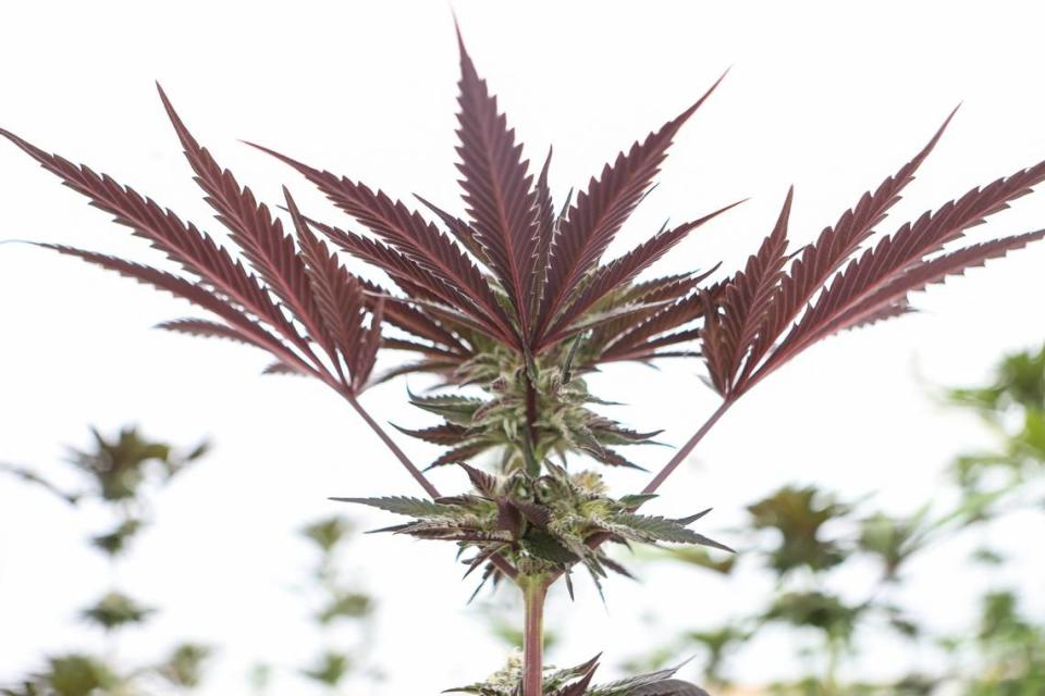 Marijuana plants grow on a farm owned and operated by Qualla Enterprises, LLC in Cherokee, NC. 

The vegetative stage of cannabis is where the plant’s growth truly takes off, and it typically lasts 3-16 weeks. At this point, you’ve transplanted your plant into a larger pot and the roots and foliage are developing rapidly.