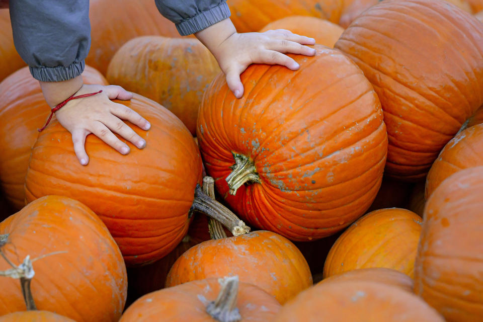 In this Friday, Oct. 25, 2019 photo a child touches Halloween pumpkins waiting to be carved in Bucharest, Romania. (AP Photo/Andreea Alexandru)