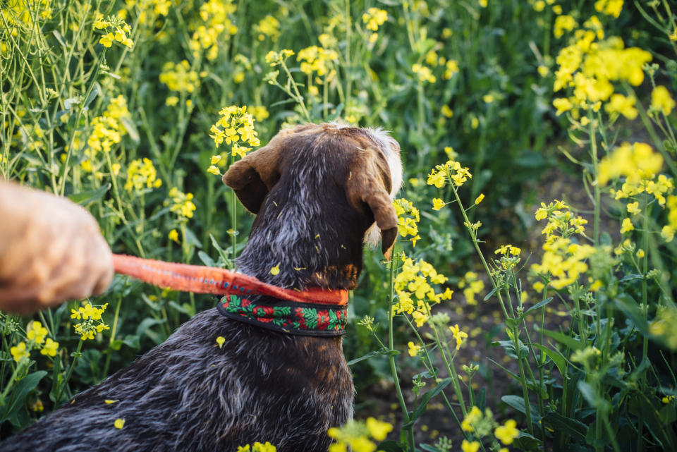 Um Rapsfelder sollten Hundebesitzer einen weiten Bogen machen. (Bild: Getty Images)