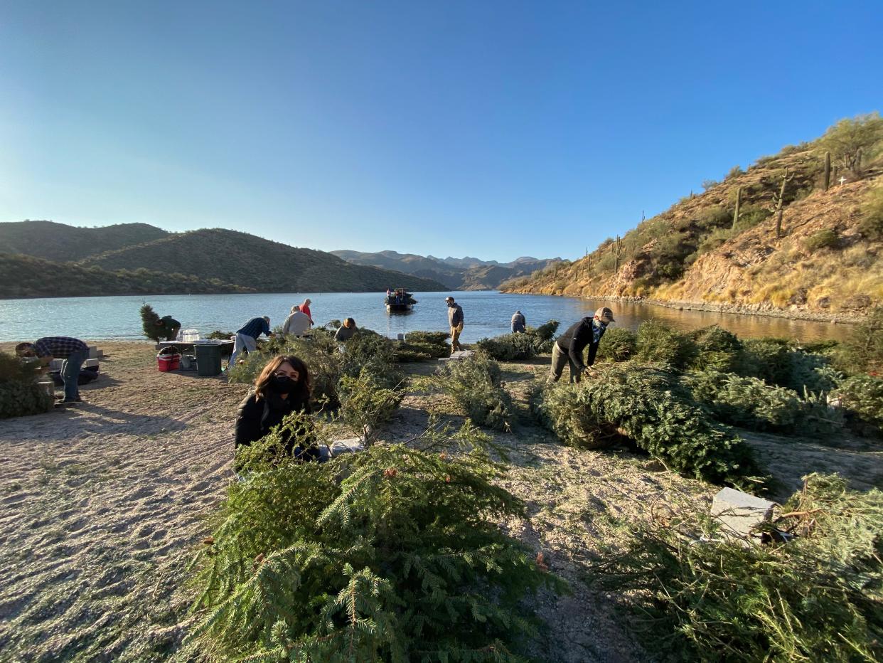 Volunteers prepare trees for pick up on the shore of Saguaro Lake. The trees will become fish habitat in the reservoir.