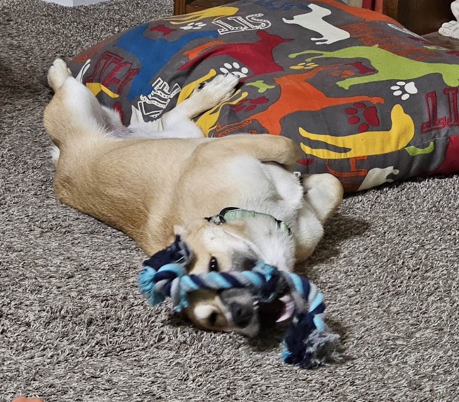 Dog lying on its back playing with a rope toy on a carpet