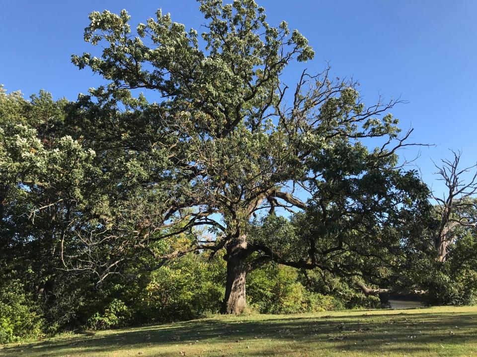 This bur oak, east and slightly downhill from the swings and playground equipment, is estimated to be 160 years old, according to Knox College Professor Stuart Allison.