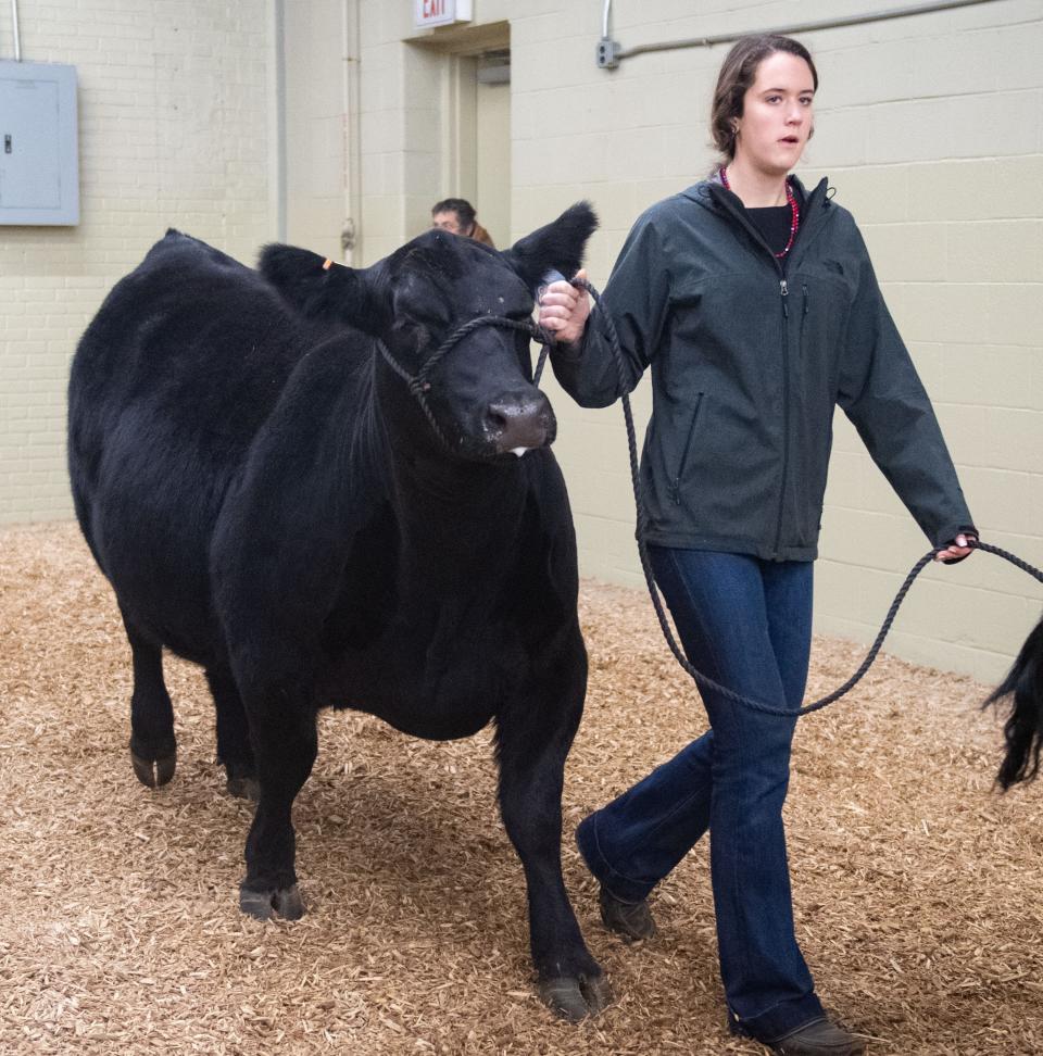 Cows are led to the arena during the 104th Pennsylvania Farm Show in Harrisburg, Saturday, January 4, 2020.