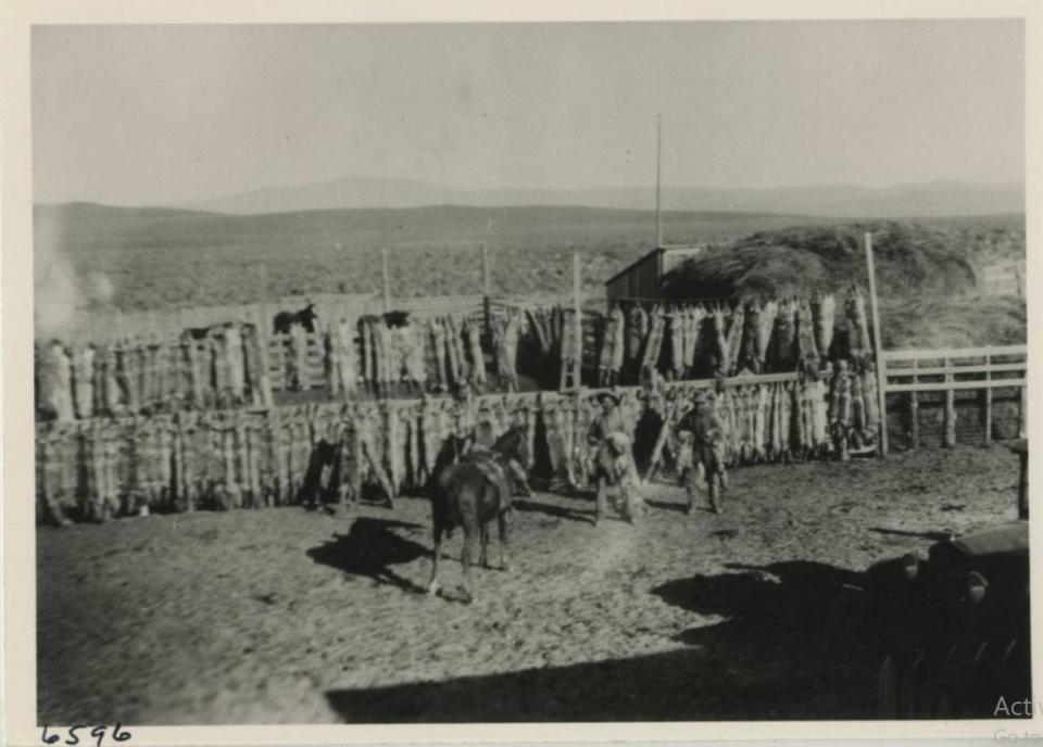 Coyote skins are seen drying in the early 1900s in this photo preserved by the Nevada Historical Society.