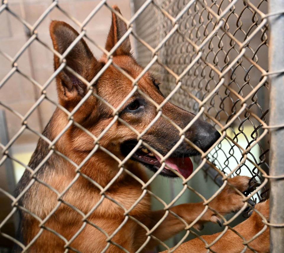 "Gracy," a 3-year-old German shepherd, is among the recent surplus of dogs at Milford Animal Control, Sept. 21, 2022.