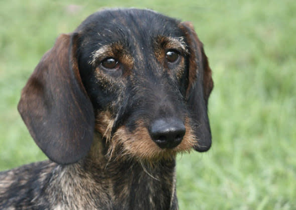 Dachshund