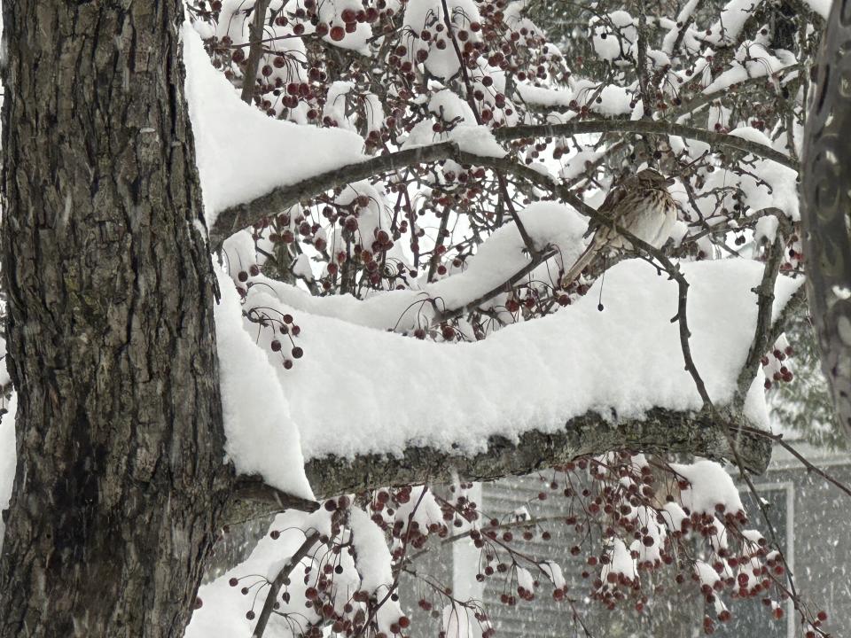 Snow blankets Portland, Maine, on Sunday, Jan. 7, 2024. A major winter storm bringing heavy snow and freezing rain to some communities spread across New England on Sunday morning, sending residents scurrying to pull out their shovels and snowblowers to clear sidewalks and driveways. (AP Photo/Patrick Whittle)