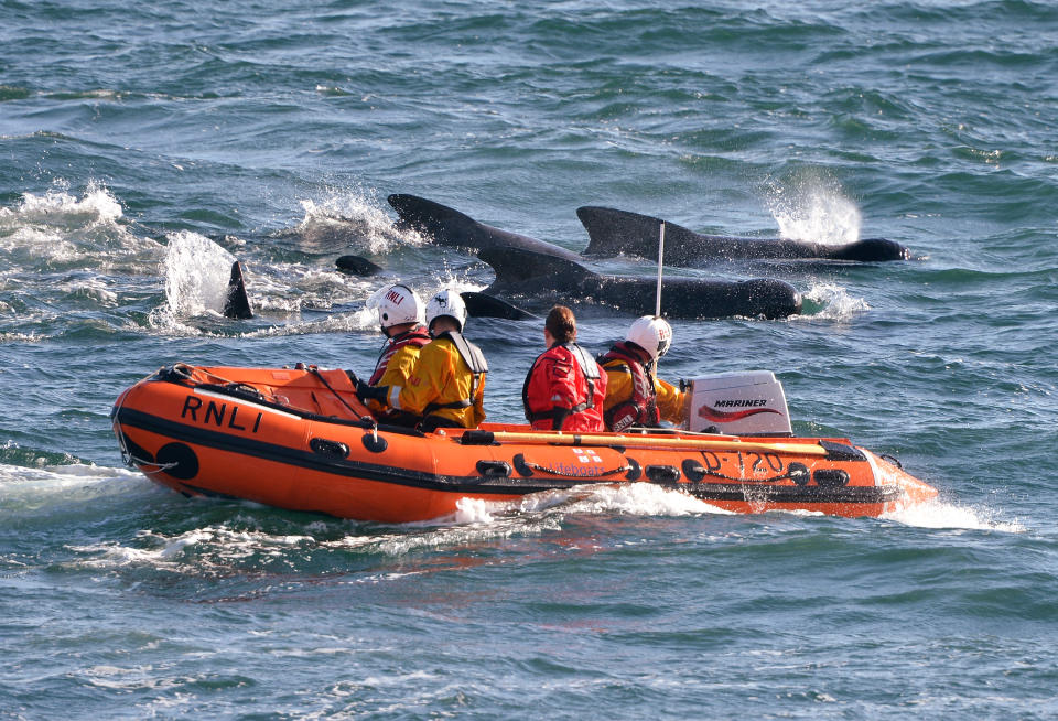 PITENWEEM, SCOTLAND - SEPTEMBER 02: Emergency services attempt to rescue a large number of pilot whales who have beached on September 2, 2012 in Pittenweem, near St Andrews, Scotland. A number of whales have died after being stranded on the east coast of Scotland between Anstruther and Pittenweem. (Photo by Jeff J Mitchell/Getty Images)