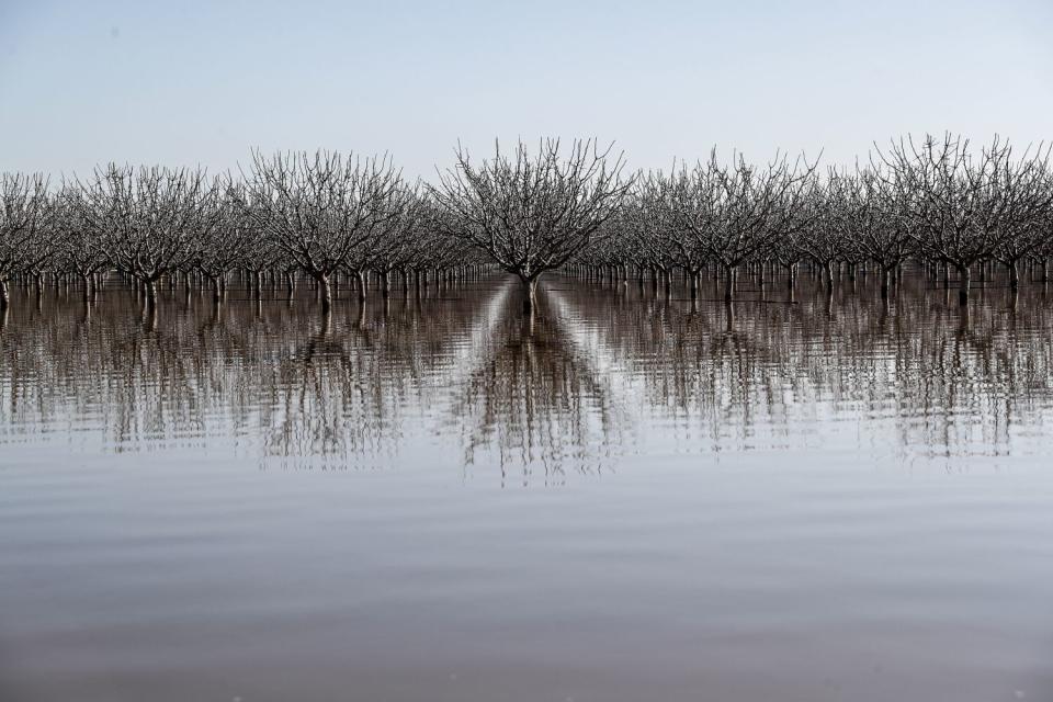 Treetops rise above a flooded grove in Tulare County.