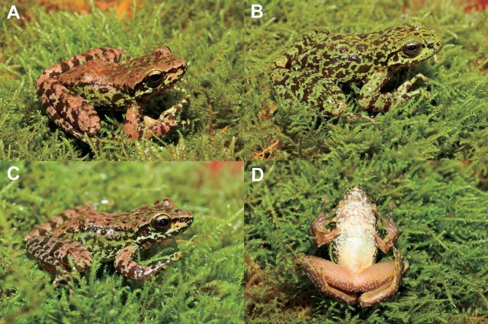 Several Amolops dafangensis, or Dafang cascade frogs, of various colors.