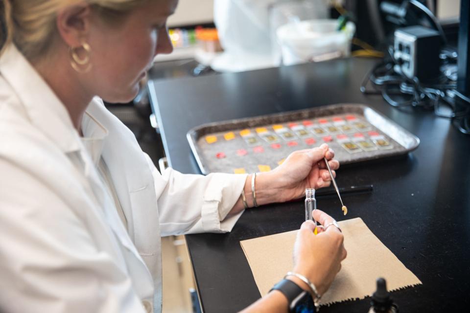 Maddi Piasecki, a lab technician, prepares oyster tissue samples to be tested for Dermo at the Harte Research Institute's Coastal Conservation and Restoration Lab on Monday, Aug. 28, 2023, in Corpus Christi, Texas. Oysters were collected from the Mission-Aransas Estuary.
