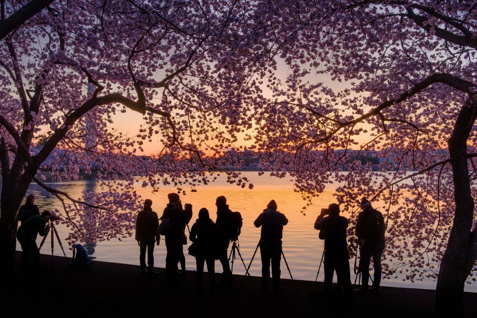 April 5, 2018: Photographers line up along the edge of the Tidal Basin in Washington to shoot the blossoming cherry trees at sunrise.