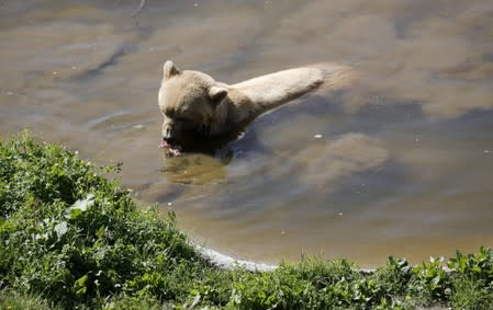 Bear Napa enjoys a bath in a pond at the Arosa Baerenland sanctuary in the mountain resort of Arosa