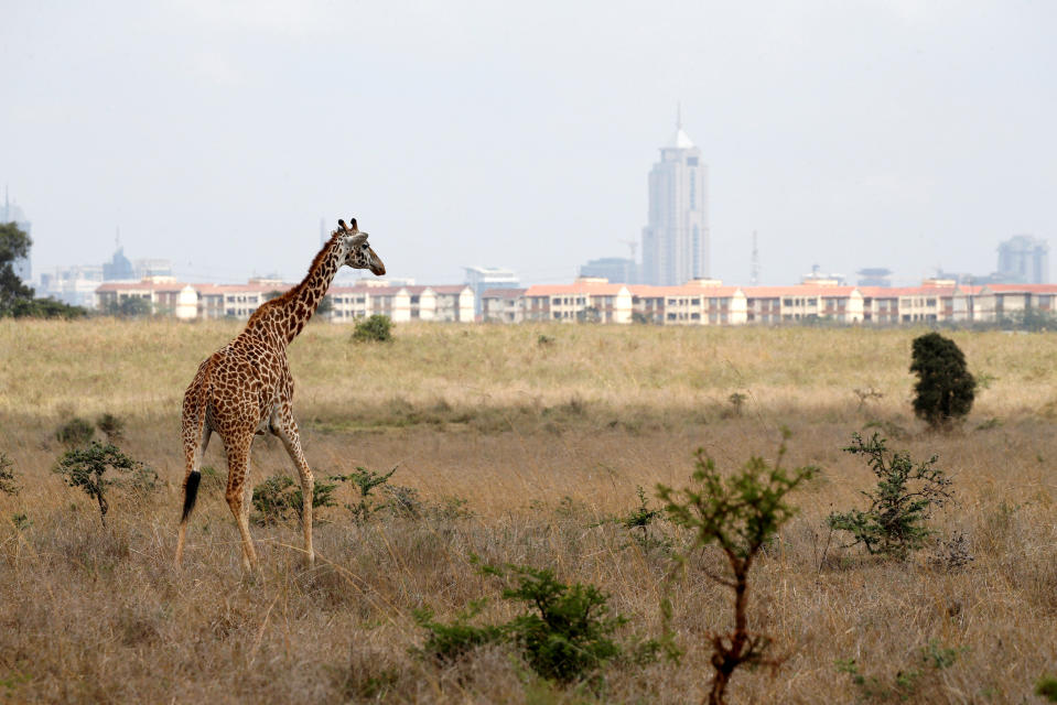 <p>Es uno de los grandes contrastes de Nairobi, la capital de Kenia.<br><br>Foto: REUTERS/Baz Ratner </p>