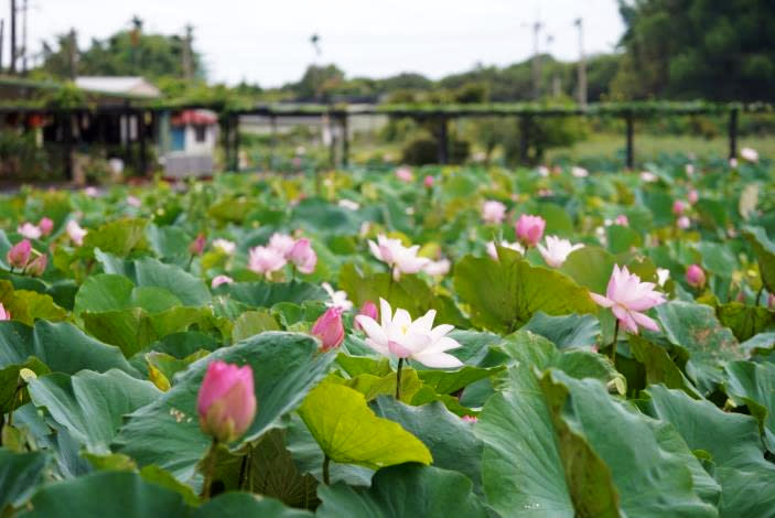 詔豐里南89縣(玉豐至蓮花公園)周邊花況(圖片來源：台南市白河區公所)