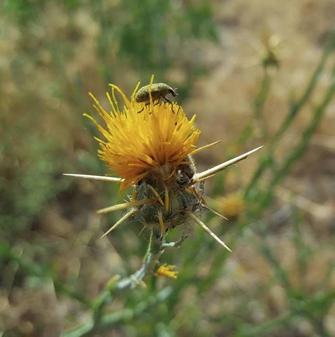 Yellow star thistle