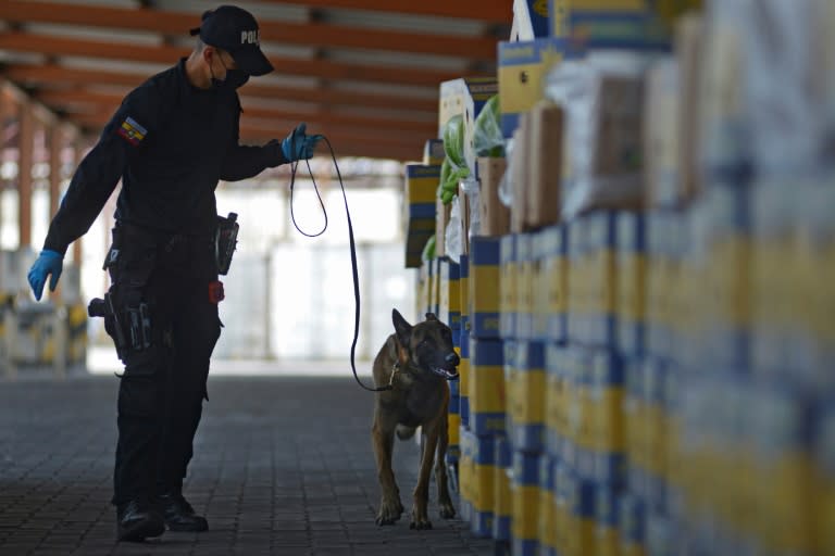 A member of the anti-narcotics police and a dog check for drugs in banana boxes destined for Italy at the port of Guayaquil, Ecuador on April 12, 2022 (AFP/Marcos Pin)