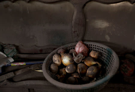 Onions are seen at a house affected by the eruption of the Fuego volcano at San Miguel Los Lotes in Escuintla, Guatemala, June 8, 2018. REUTERS/Carlos Jasso